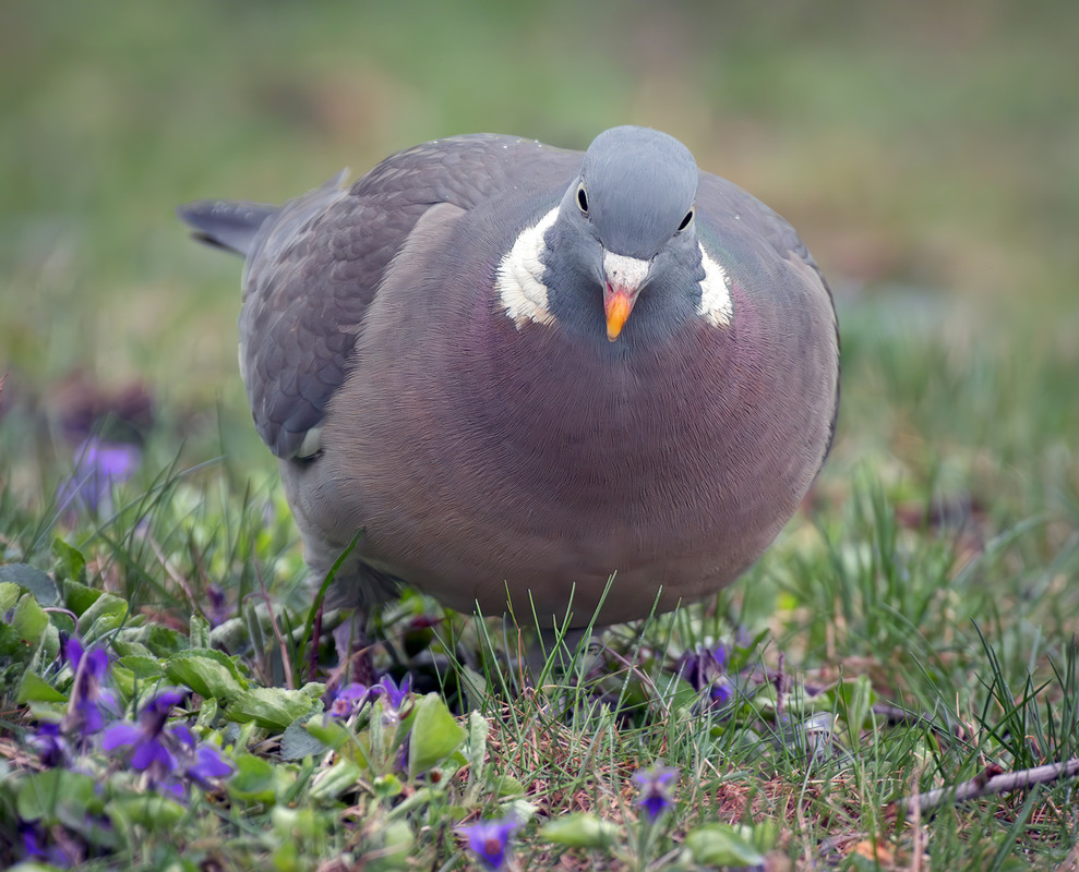 Фотографія Припутень (Columba palumbus) / Igor Chervonenko / photographers.ua