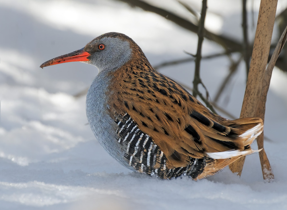 Фотографія Пастушок водяний (Rallus aquaticus) / Igor Chervonenko / photographers.ua