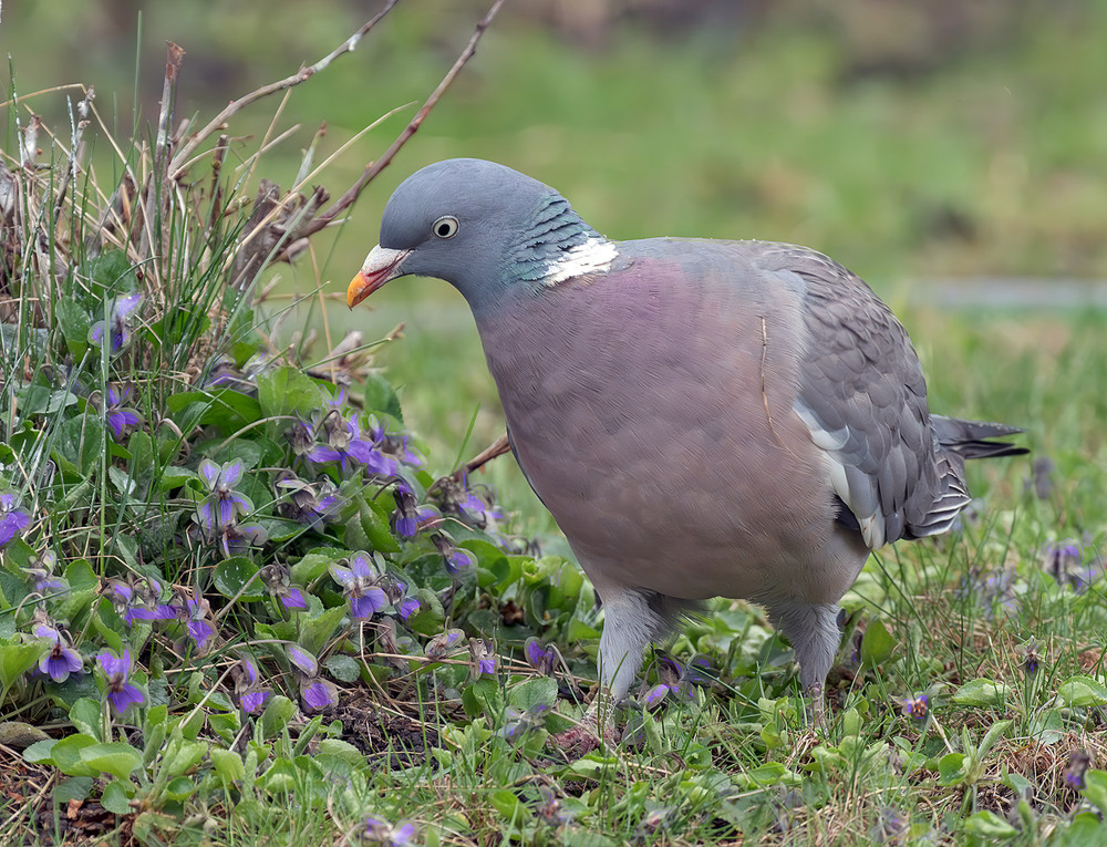 Фотографія Припутень (Columba palumbus) / Igor Chervonenko / photographers.ua