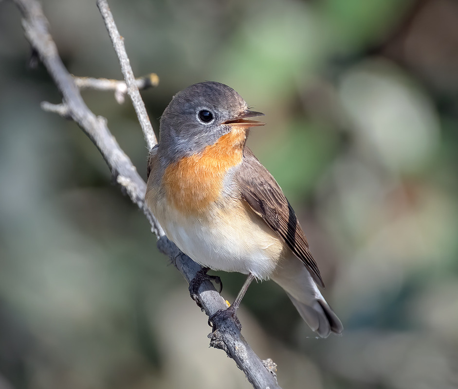 Фотографія Мухоловка мала, самець (Ficedula parva) / Igor Chervonenko / photographers.ua