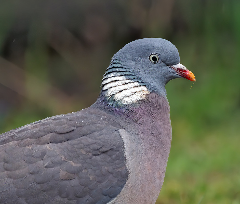 Фотографія Припутень (Columba palumbus) / Igor Chervonenko / photographers.ua