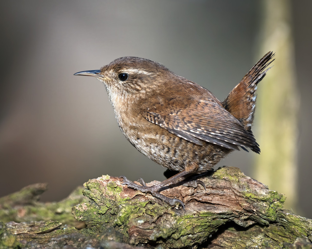 Фотографія Волове очко (Troglodytes troglodytes) / Igor Chervonenko / photographers.ua