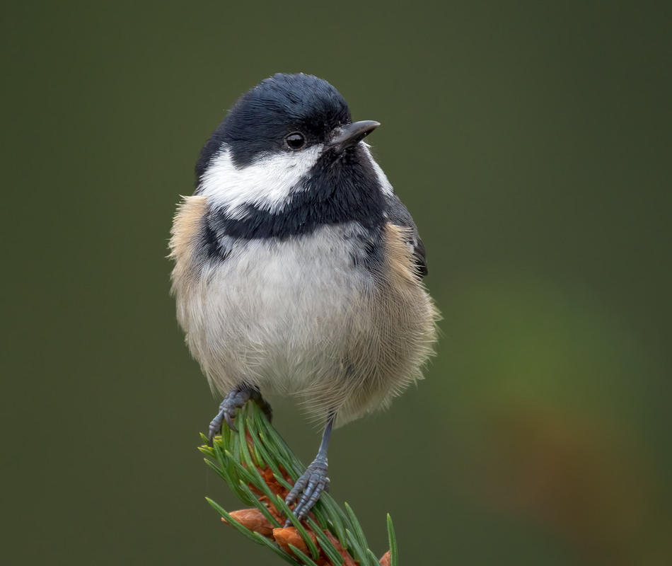 Фотографія Синиця чорна (Periparus ater) / Igor Chervonenko / photographers.ua