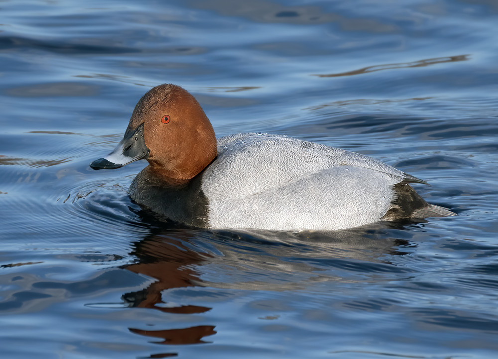 Фотографія Попелюх звичайний, або чернь червоноголова / Igor Chervonenko / photographers.ua