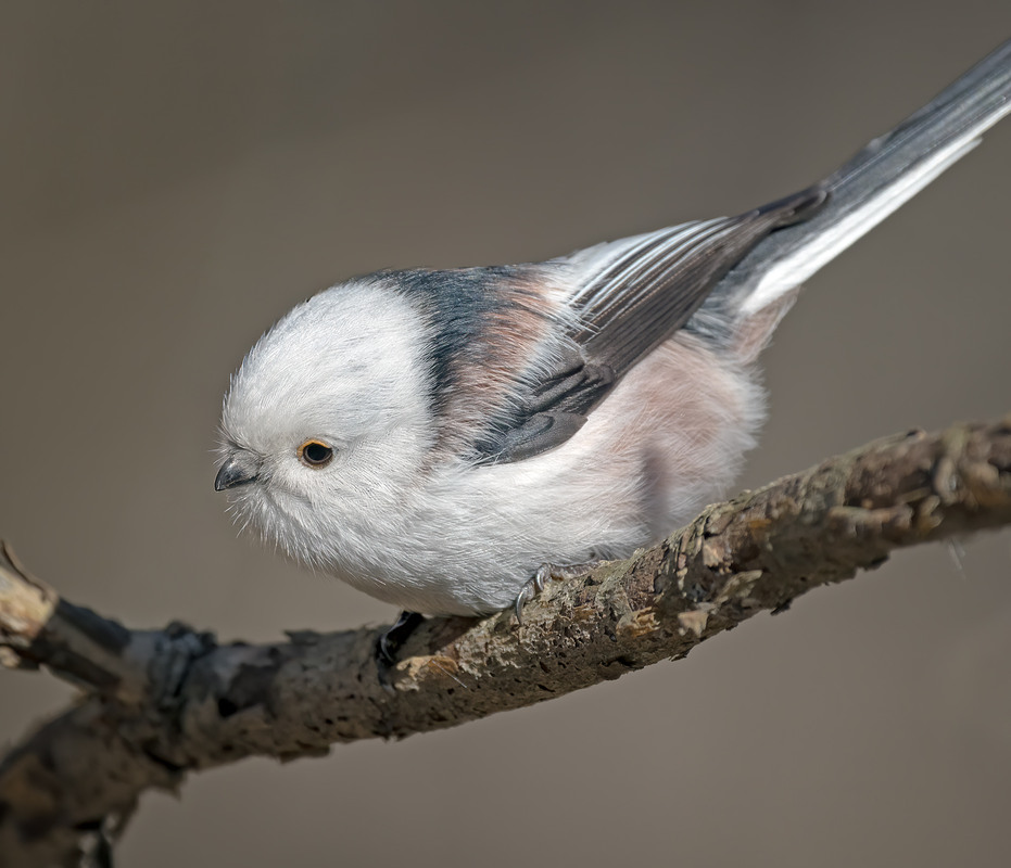 Фотографія Синиця довгохвоста (Aegithalos caudatus) / Igor Chervonenko / photographers.ua