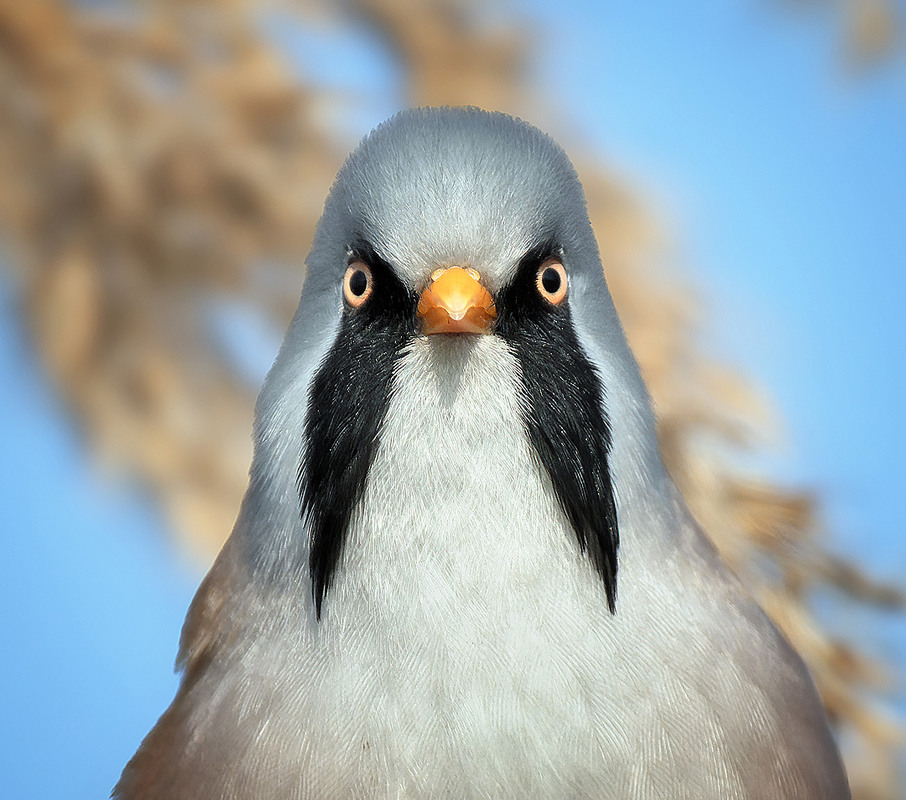 Фотографія Вуйко / Igor Chervonenko / photographers.ua