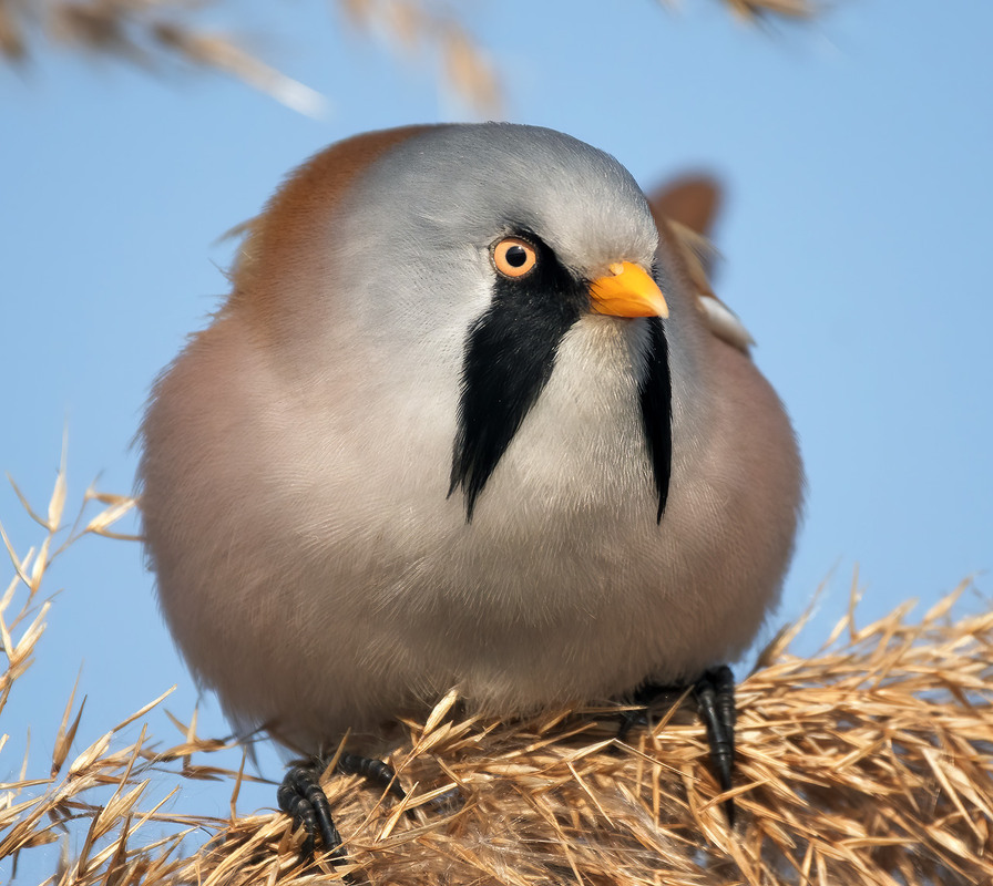 Фотографія Пильний погляд / Igor Chervonenko / photographers.ua