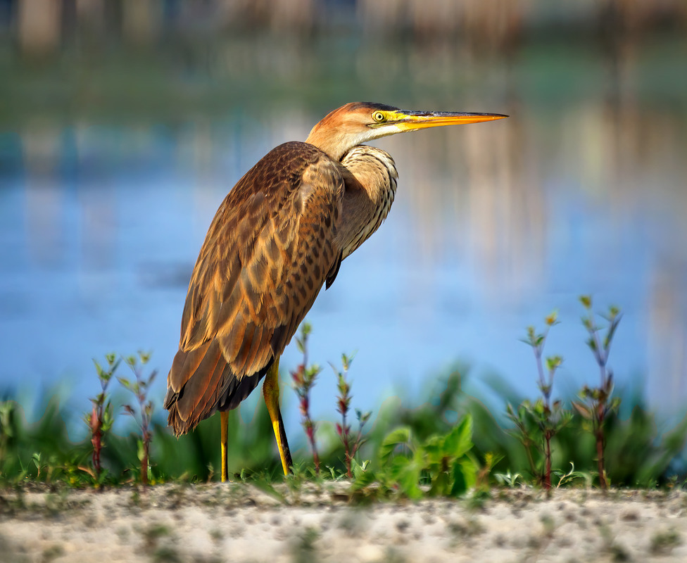 Фотографія Чапля руда (Ardea purpurea) / Igor Chervonenko / photographers.ua
