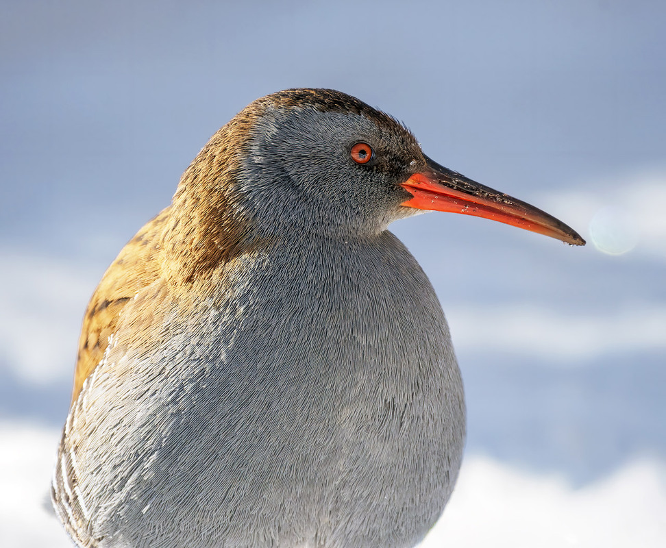 Фотографія Профіль / Igor Chervonenko / photographers.ua