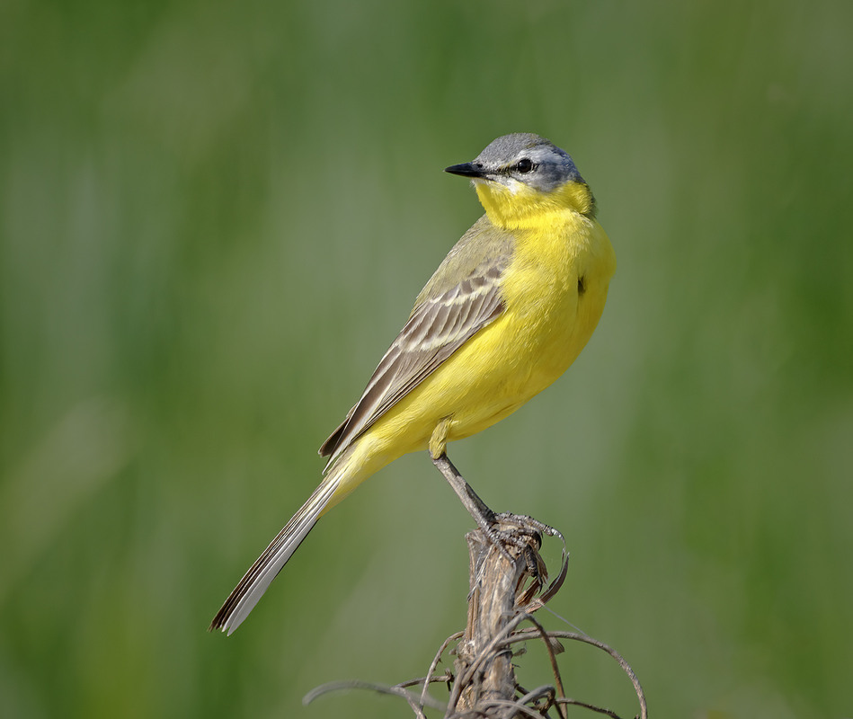 Фотографія Плиска жовта (Motacilla flava) / Igor Chervonenko / photographers.ua