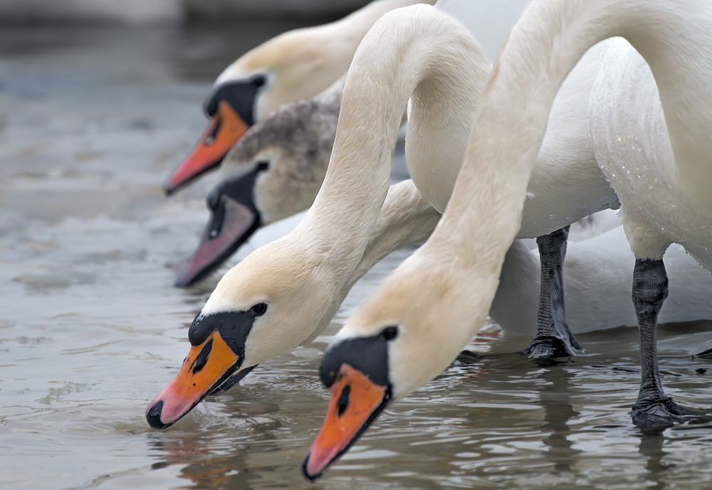 Фотографія Шипуни / Igor Chervonenko / photographers.ua