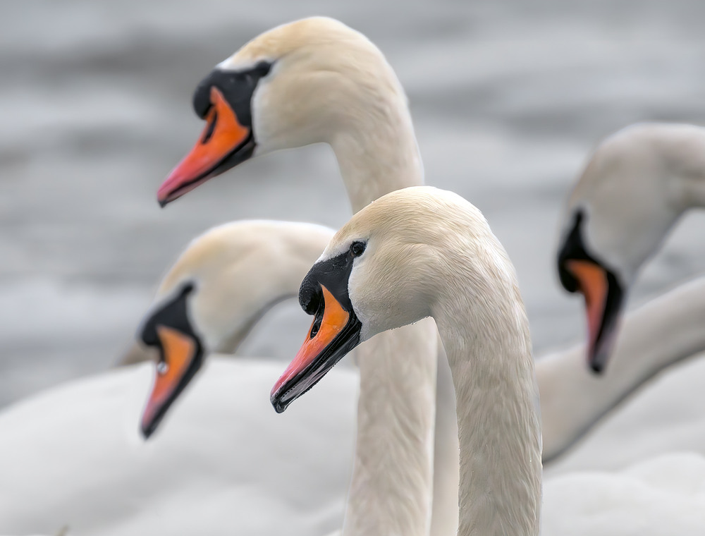 Фотографія Грації / Igor Chervonenko / photographers.ua
