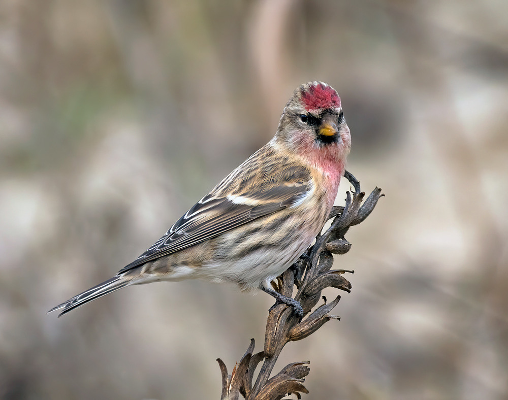 Фотографія Чечітка звичайна, самець (Acanthis flammea) / Igor Chervonenko / photographers.ua