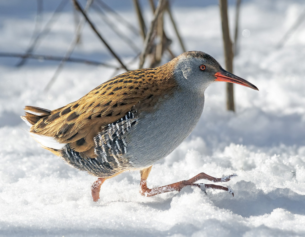 Фотографія Снігоход / Igor Chervonenko / photographers.ua