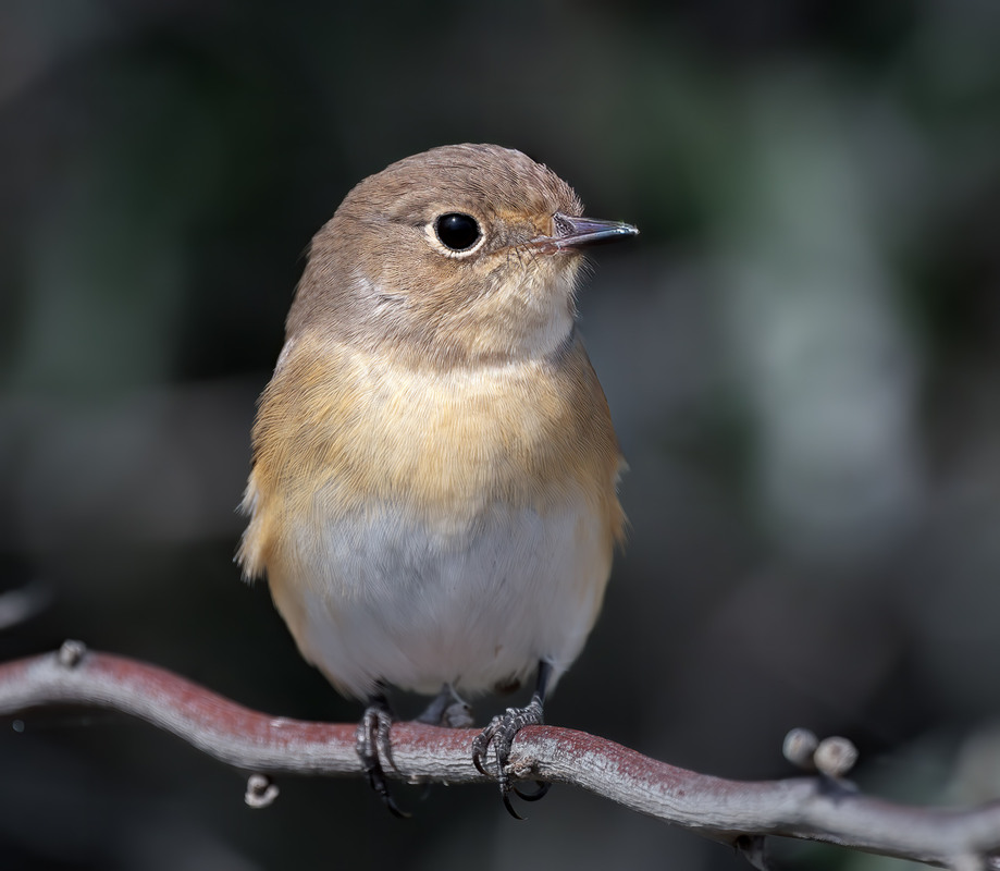 Фотографія Мухоловка мала, молодий самець (Ficedula parva) / Igor Chervonenko / photographers.ua