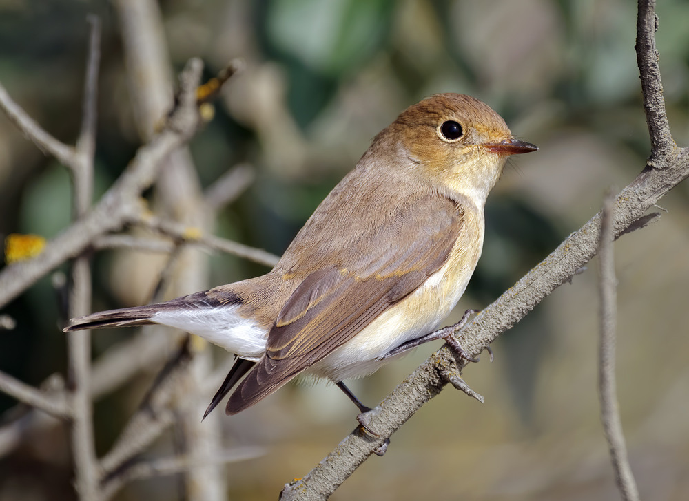 Фотографія Мухоловка мала, самка (Ficedula parva) / Igor Chervonenko / photographers.ua