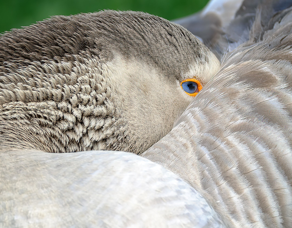 Фотографія Сієста / Igor Chervonenko / photographers.ua
