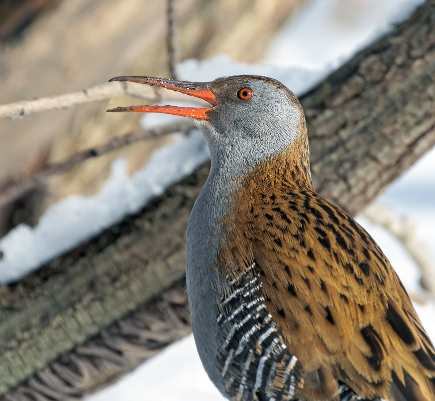 Фотографія Певно весну кличе... / Igor Chervonenko / photographers.ua