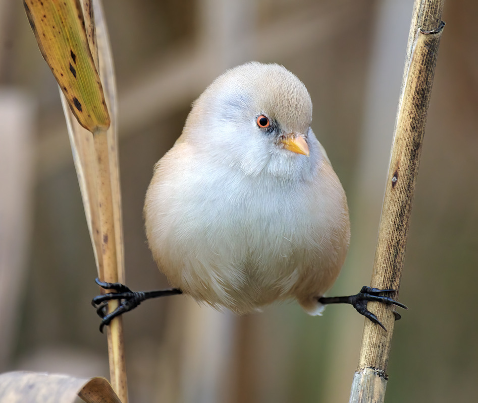 Фотографія Гімнастка / Igor Chervonenko / photographers.ua