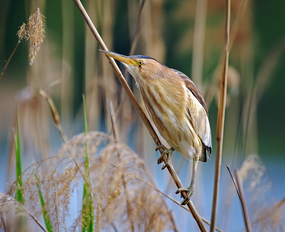Фотографія Бугайчик (Ixobrychus minutus) / Igor Chervonenko / photographers.ua