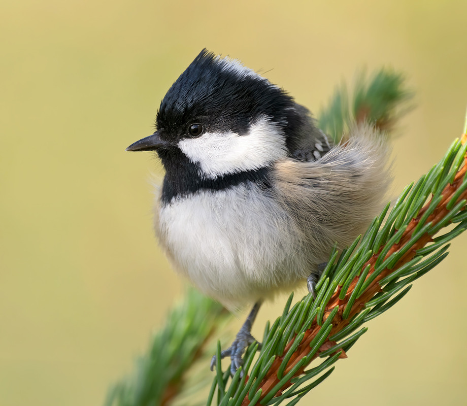 Фотографія Синиця чорна (Periparus ater) / Igor Chervonenko / photographers.ua
