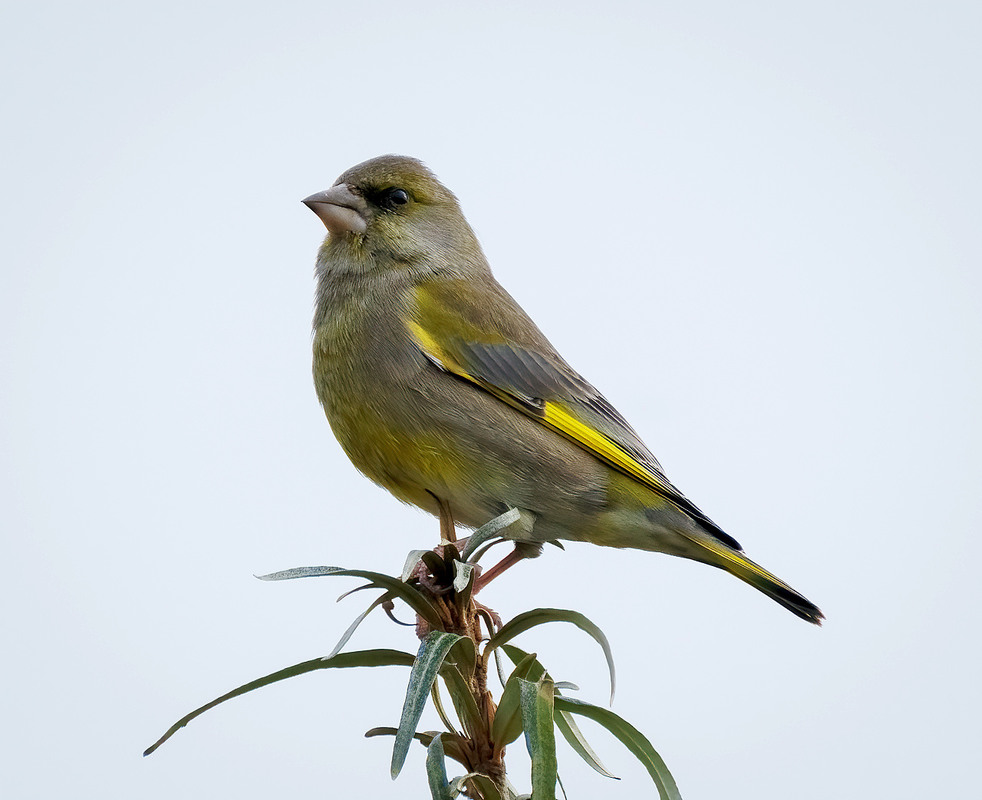 Фотографія Зеленяк (Chloris chloris) / Igor Chervonenko / photographers.ua