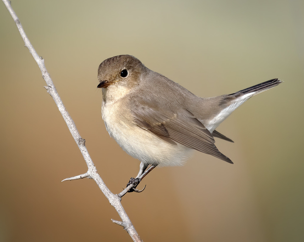 Фотографія Мухоловка мала, самка (Ficedula parva) / Igor Chervonenko / photographers.ua