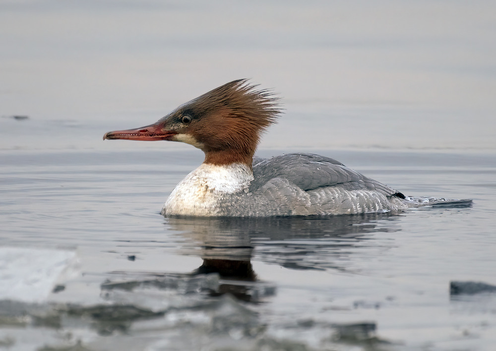 Фотографія Крех великий, самка (Mergus merganser) / Igor Chervonenko / photographers.ua