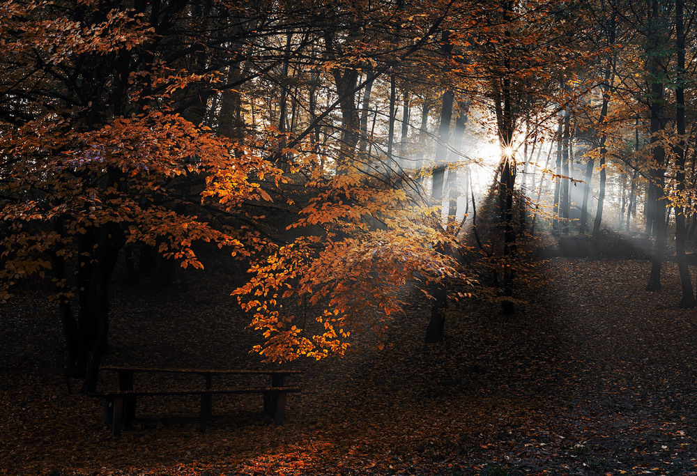 Фотографія Осінь золотом малює / Igor Chervonenko / photographers.ua