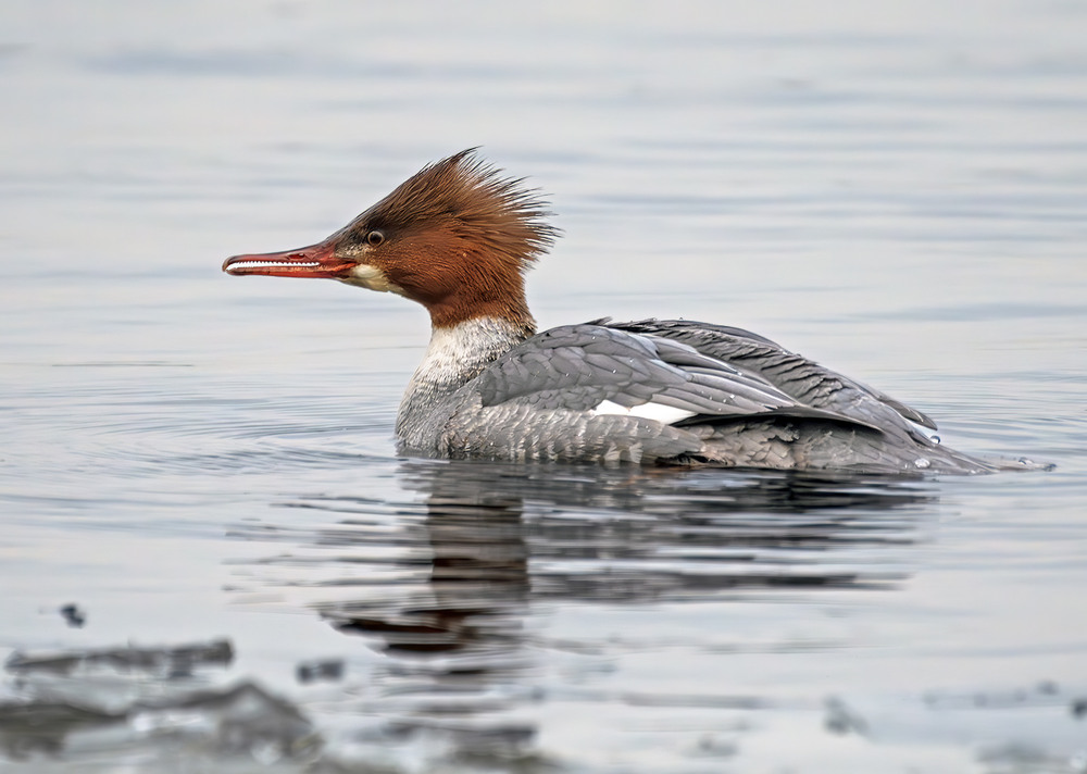 Фотографія Зубата пташка! :) / Igor Chervonenko / photographers.ua