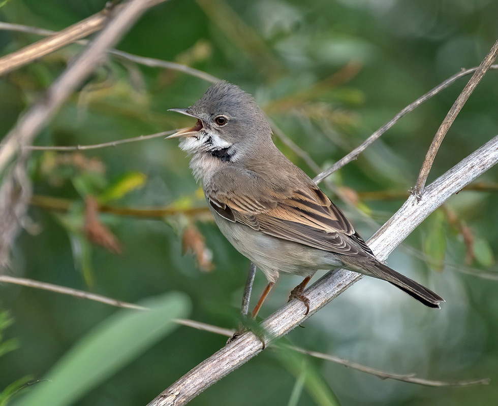 Фотографія Такий голосистий! / Igor Chervonenko / photographers.ua