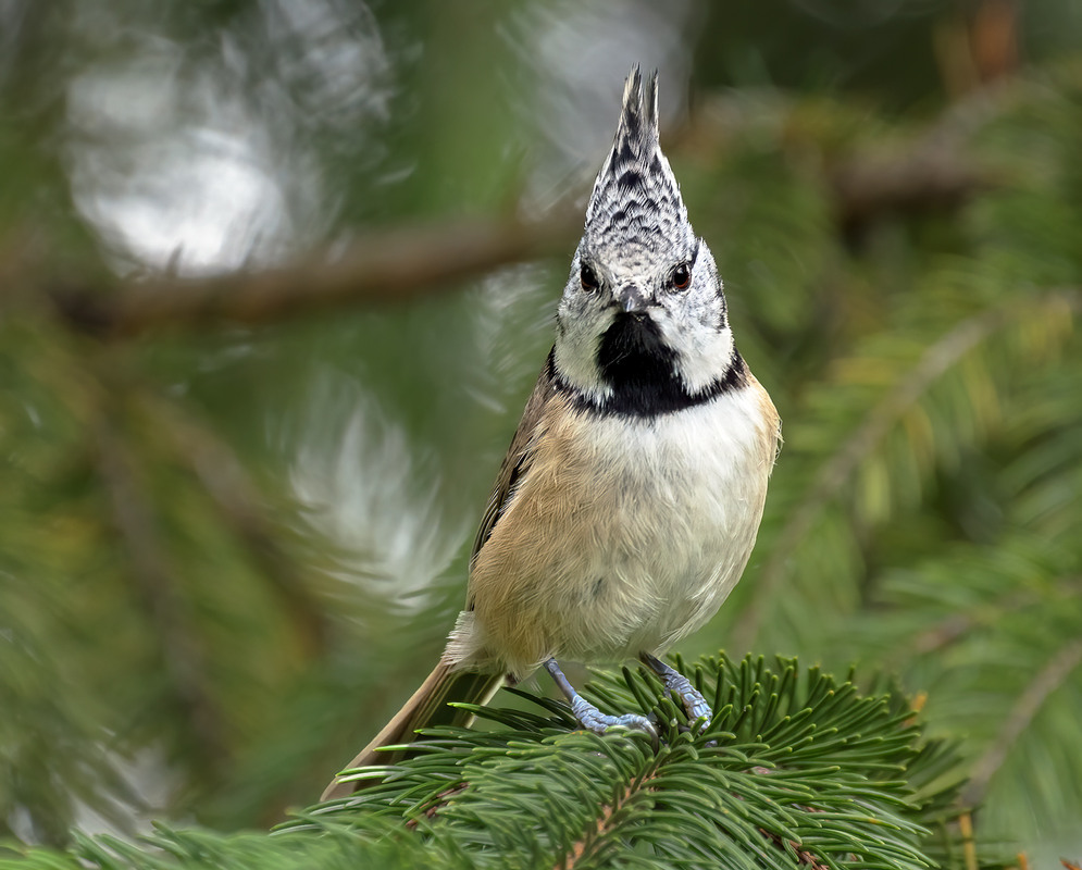Фотографія Бойова синиця / Igor Chervonenko / photographers.ua