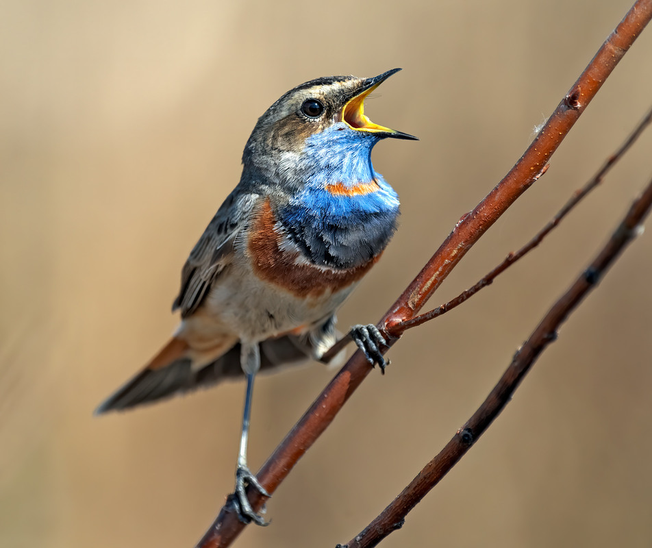 Фотографія Пори року / Igor Chervonenko / photographers.ua