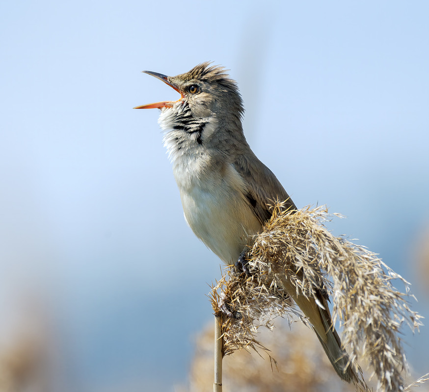 Фотографія Очеретянка велика (Acrocephalus arundinaceus) / Igor Chervonenko / photographers.ua