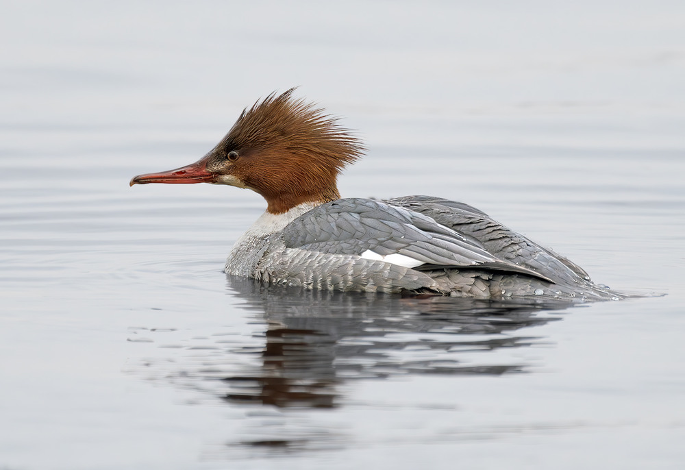 Фотографія Крех великий, самка (Mergus merganser) / Igor Chervonenko / photographers.ua