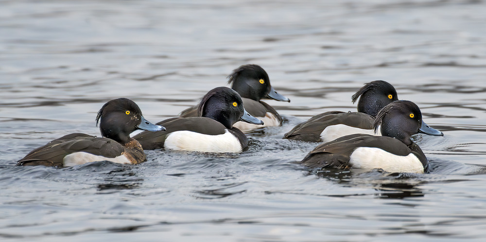 Фотографія Компанія / Igor Chervonenko / photographers.ua