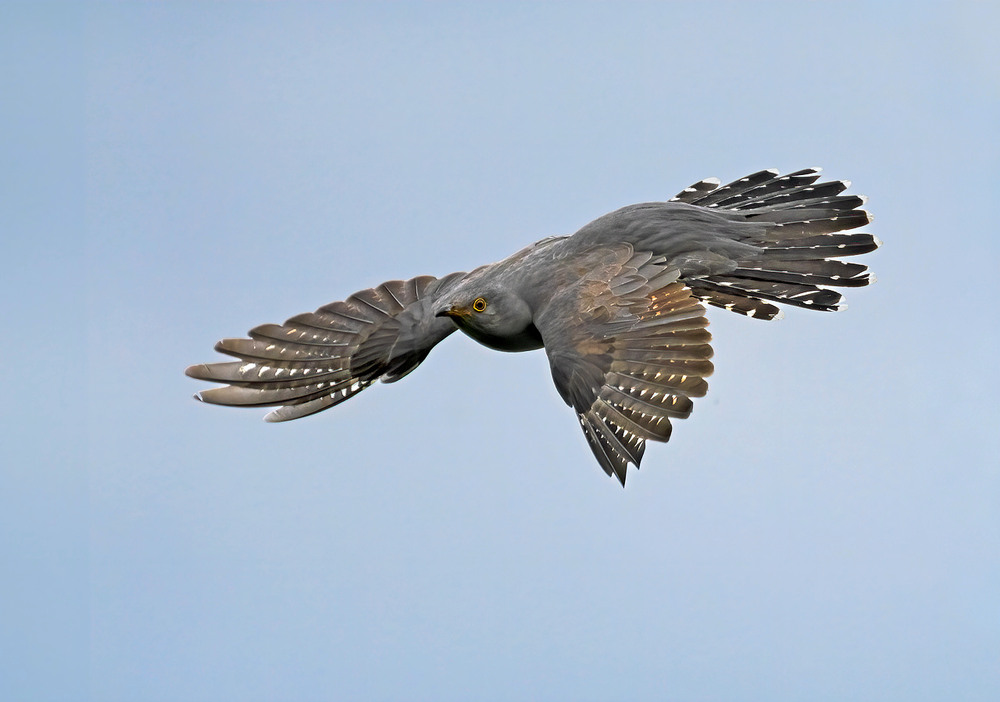 Фотографія Піке / Igor Chervonenko / photographers.ua