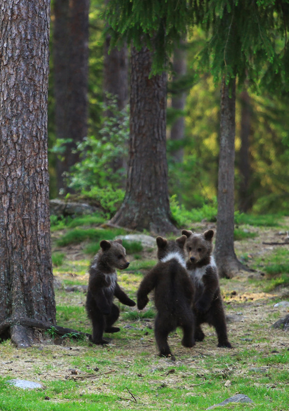 Фотографія Танец маленьких медведей ... / Valtteri Mulkahainen / photographers.ua
