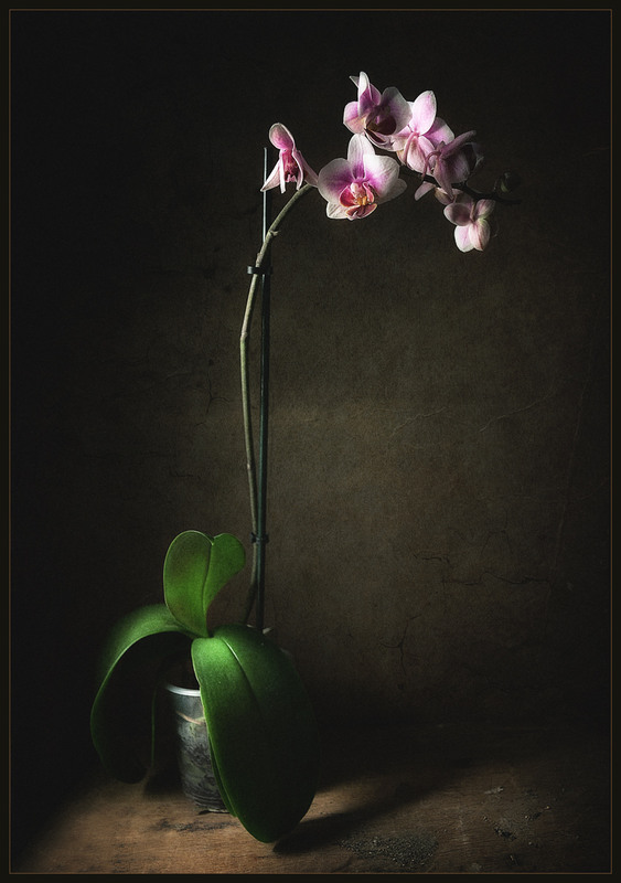 Фотографія просто Орхидея.. / Александр  Хромеев / photographers.ua