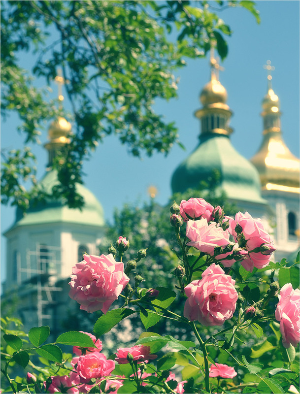 Фотографія Пора цветения.. / Александр  Хромеев / photographers.ua