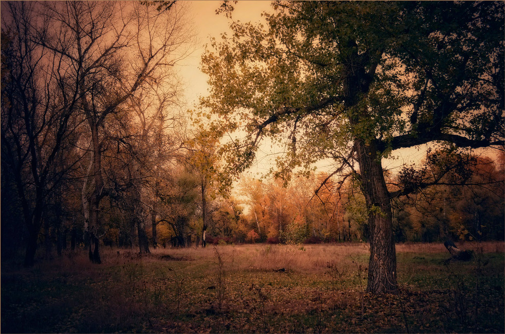 Фотографія Осень в Святогорье.. / Александр  Хромеев / photographers.ua