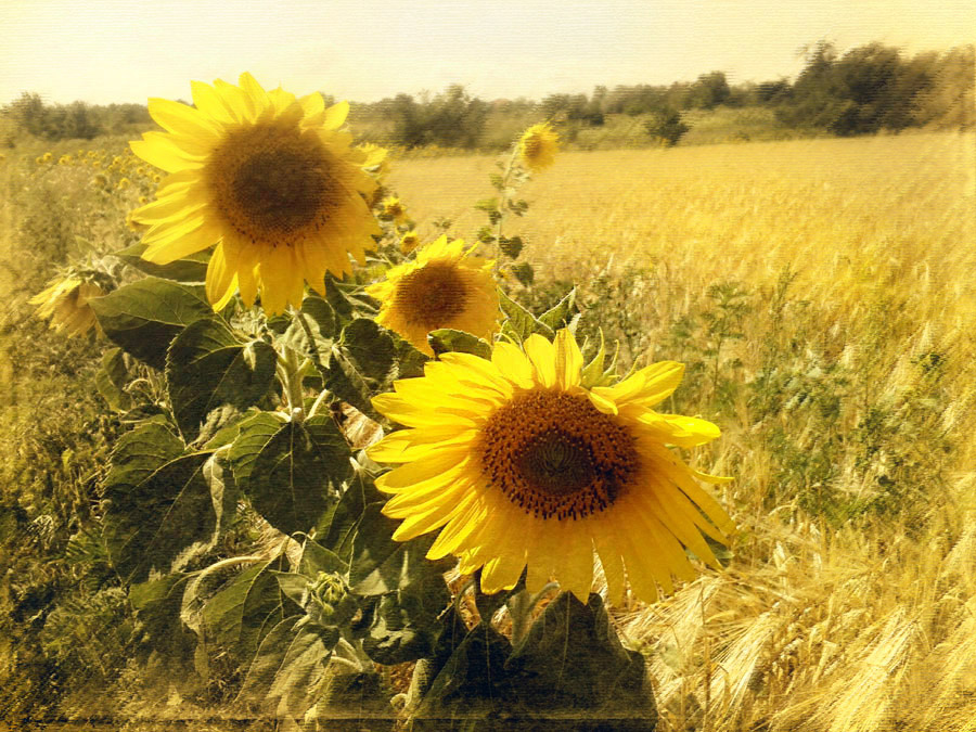 Фотографія кусочек лета / Vasilisa / photographers.ua