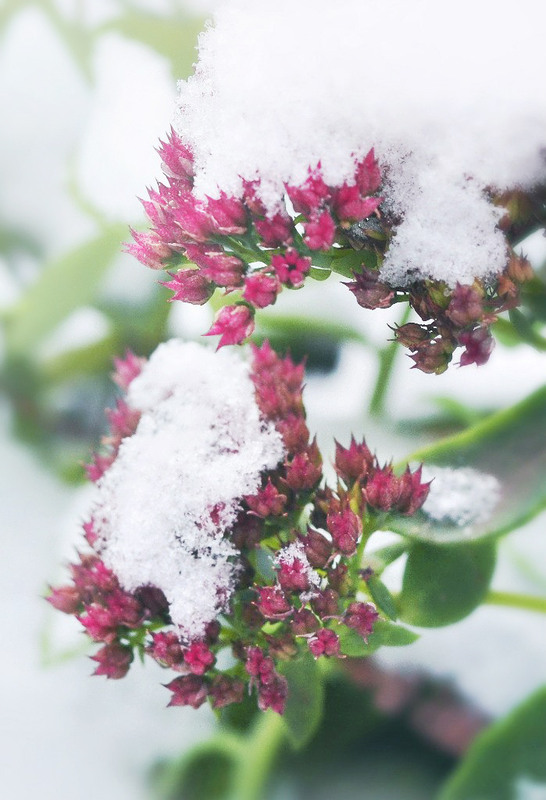Фотографія Под зимним одеялом... / Vasilisa / photographers.ua