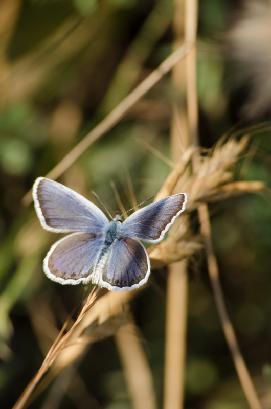 Фотографія Голубянка Икар (лат. Polyommatus icarus) / Роман Штанько / photographers.ua