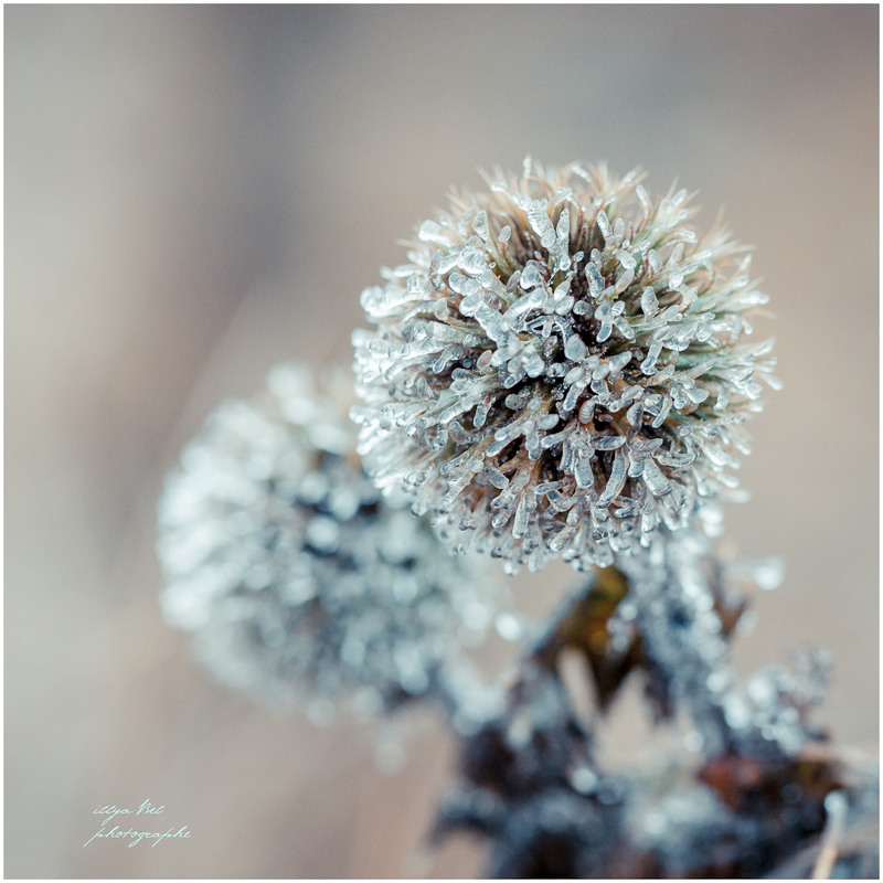 Фотографія Льодова квітка / illyaBel / photographers.ua