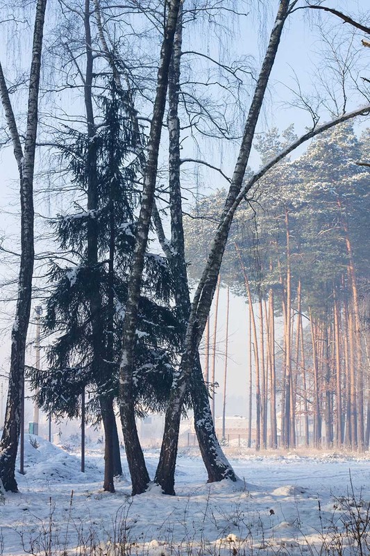 Фотографія "Мороз и солнце..." / Людмила Голуб / photographers.ua