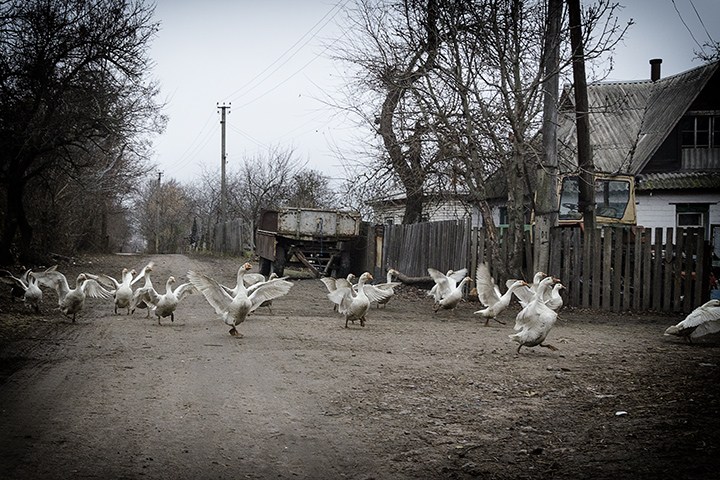 Фотографія З життя гусей / Inga Tokar / photographers.ua