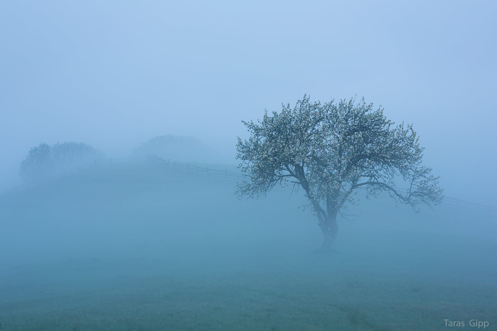 Фотографія магія ранкового туману / Тарас Гіпп / photographers.ua