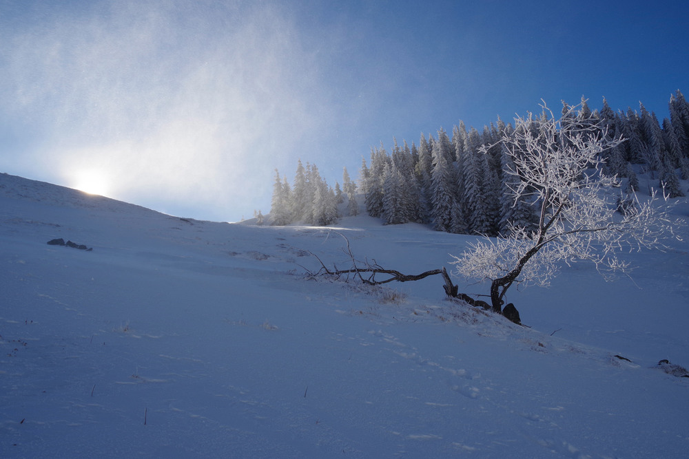 Фотографія Гра сонця і снігу / Фізяр Михайло / photographers.ua