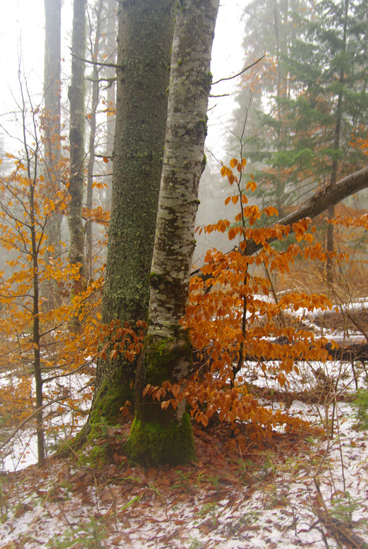 Фотографія Чи то осінь чи зима... / Фізяр Михайло / photographers.ua